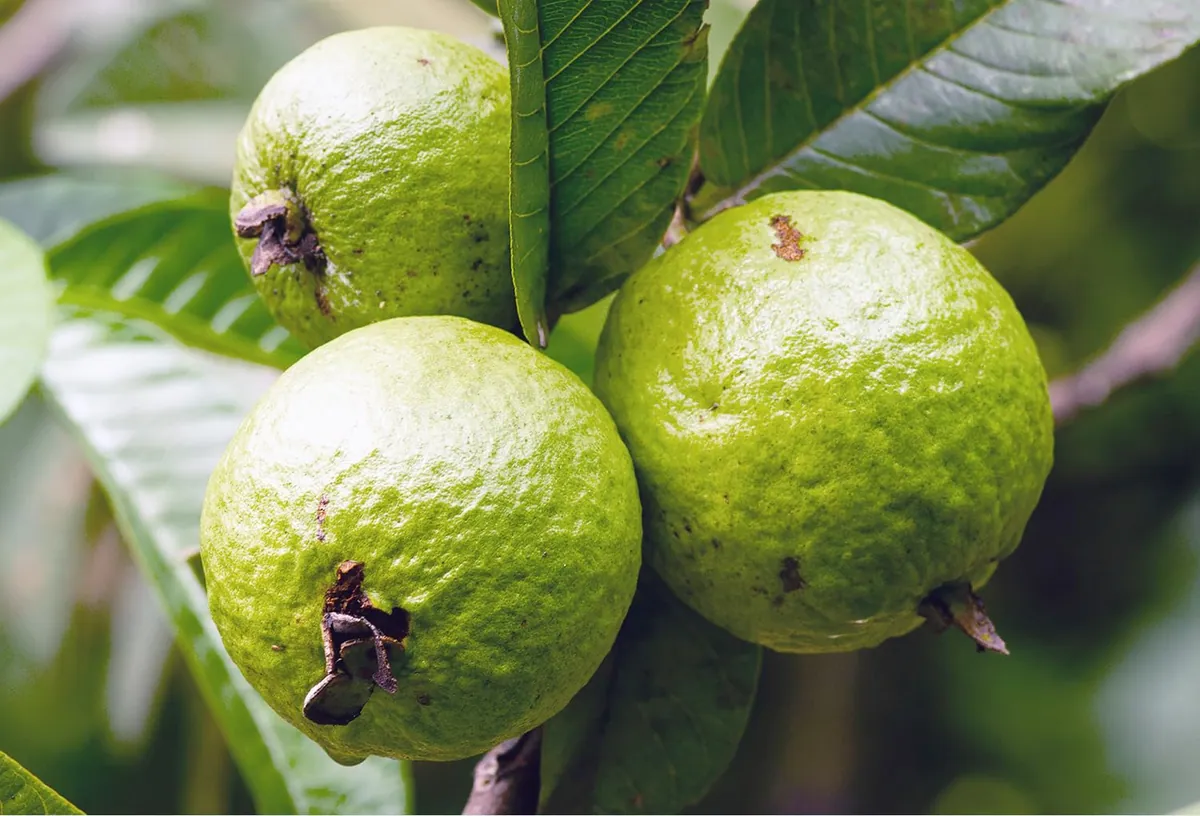Green guavas ripening on the branch